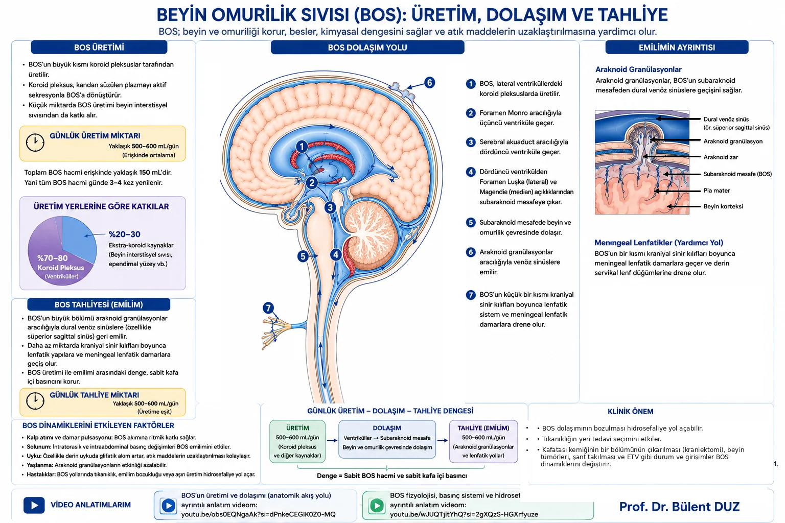 Beyin omurilik sıvısı BOS üretimi ve lateral ventriküllerden üçüncü ve dördüncü ventriküle dolaşım yolu şeması